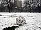 Ice Balls, Victoria Park, London, UK, 5 Feburary 2009