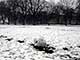 Ice Balls, Victoria Park, London, UK, 5 Feburary 2009