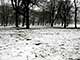 Ice Balls, Victoria Park, London, UK, 5 Feburary 2009