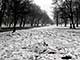 Ice Balls, Victoria Park, London, UK, 5 Feburary 2009