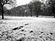 Ice Balls, Victoria Park, London, UK, 5 Feburary 2009