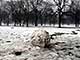 Ice Balls, Victoria Park, London, UK, 5 Feburary 2009